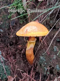 Suillaceae